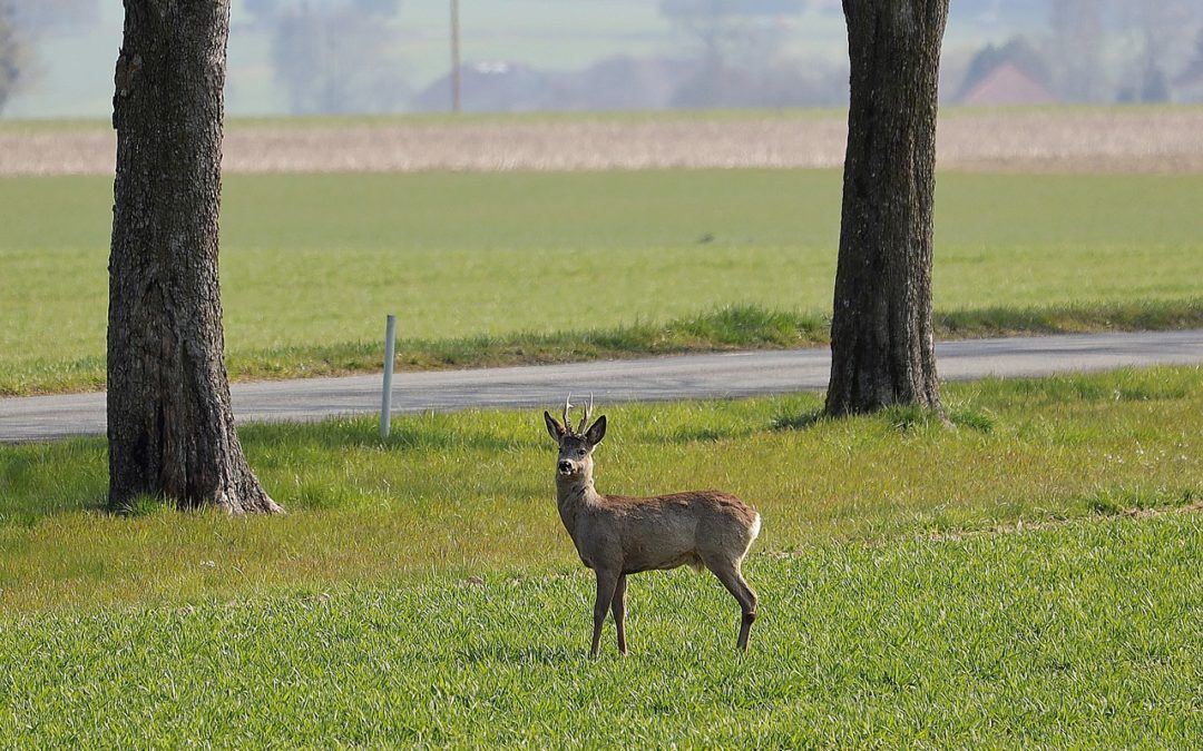 les risques au passage des animaux